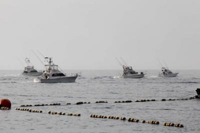 Más de 30 embarcaciones, a la `caza´ del blue marlin en Pasito Blanco Más de 30 embarcaciones, a la `caza´ del blue marlin en Pasito Blanco